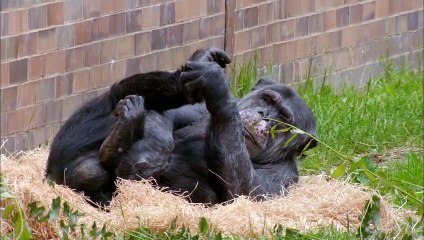 Terrifying Chimp Attack   The Secret Life of the Zoo   Nature Bites