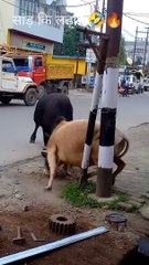 viralऐसी लड़ाई आज तक नहीं देखी सांडों की��-(720p)