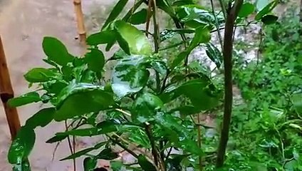 বাংলা চটি গল্প | Vlog 23 | A review of improved varieties of grapefruit from hilly regions @Alisha