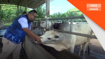 Menjelang Aidiladha: Lembu baka Kedah-Kelantan terima permintaan tinggi