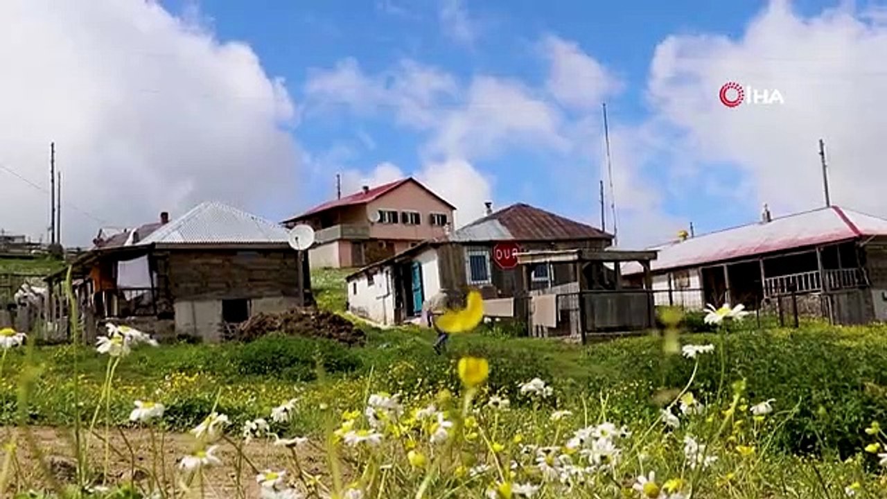 Gümüşhane'de ayı tehdidine Karadeniz usulü çözüm