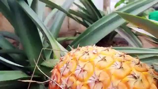Amazing Idea easy to grow pineapple At Home on the terrac