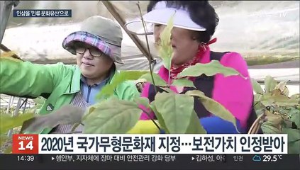 "K건강도 세계로"…인삼, 유네스코 문화유산 등재 추진