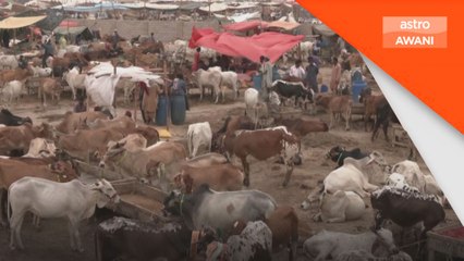 Harga lembu korban meningkat dua kali ganda