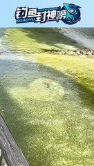 The most beautiful fish action#