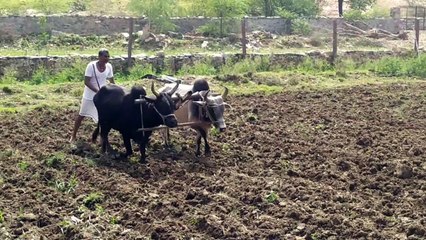 बिपरजॉय तूफान के बाद फिर खेत पहुंचे किसान, कर रहे कड़ी मेहनत