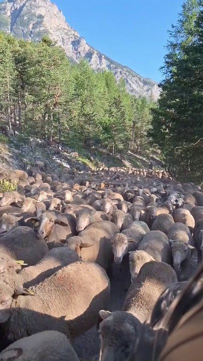 Croiser un troupeau de moutons
