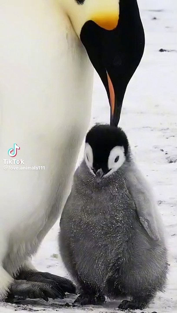 #pets#funny videos