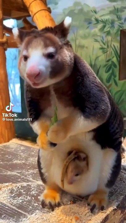 Baby in the nap#funny animals