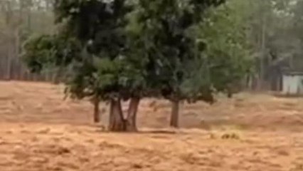 नर्मदापुरम: पर्यटकों को दिखाई दिए दो बाघ, प्रबंधन ने किया वीडियो जारी...देखें खबर