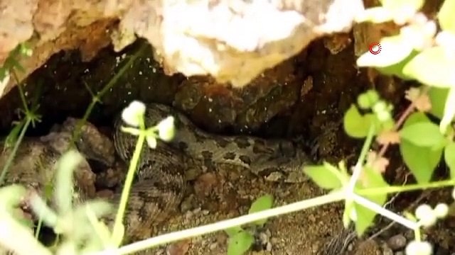 Tunceli'de Kocabaş Yılanı Görüntülendi