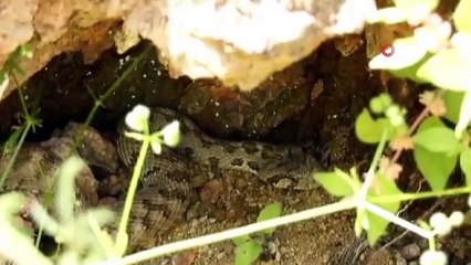 Tunceli'de Kocabaş Yılanı Görüntülendi