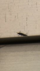 등산객 온몸 뒤덮었다, 북한산 정상 초토화시킨 러브버그