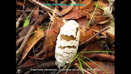 Coprinus picaceus. Champimaginatis. English Text