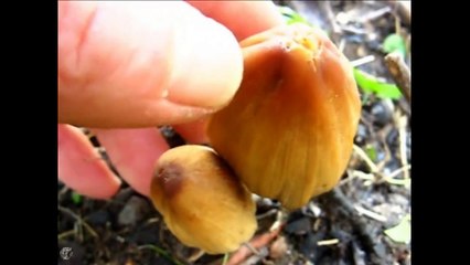 Coprinus saccharinus. Champimaginatis. English Text