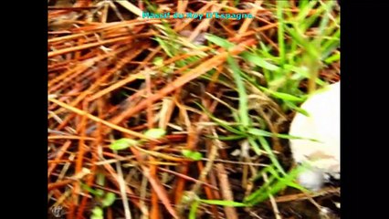 coprinus stanglianus. Champimaginatis. English Text