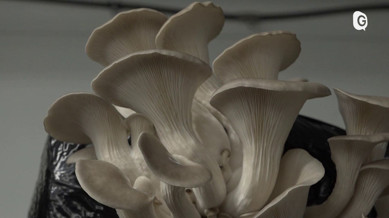 6' ENVIRONNEMENT - 25/06/23 - Champiloop et jardin partagé