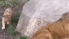 Funny cat videos | cute cats | Try not to laugh | Cat videos Compilation 2023