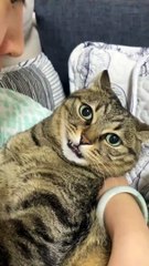 Funny cat videos | cute cats | Try not to laugh | Cat videos Compilation 2023