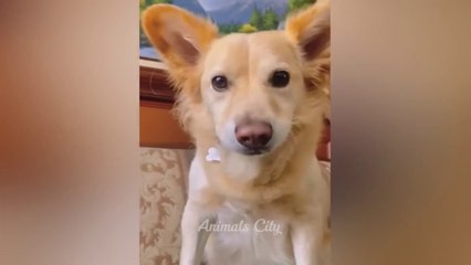 You Laugh You Lose  Funniest Cats and Dogs