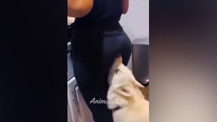 You Laugh You Lose  Funniest Cats and Dogs