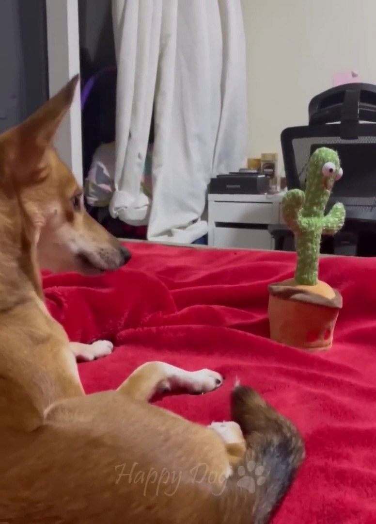 Funny animals - Funny cats _ dogs - Funny animal videos