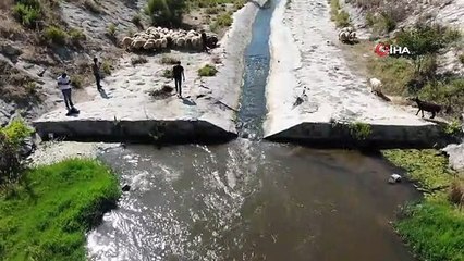 Hatay'da kurbanlık hayvanlar ırmakta serinliyor