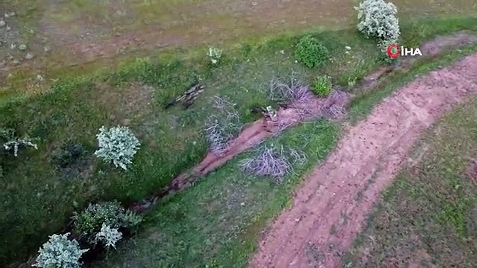 Yozgat'ta Yaban Domuzu Sürüsü Görüntülendi