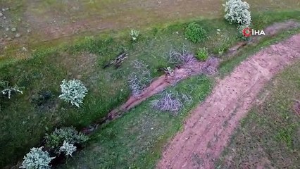 Yozgat'ta Yaban Domuzu Sürüsü Görüntülendi