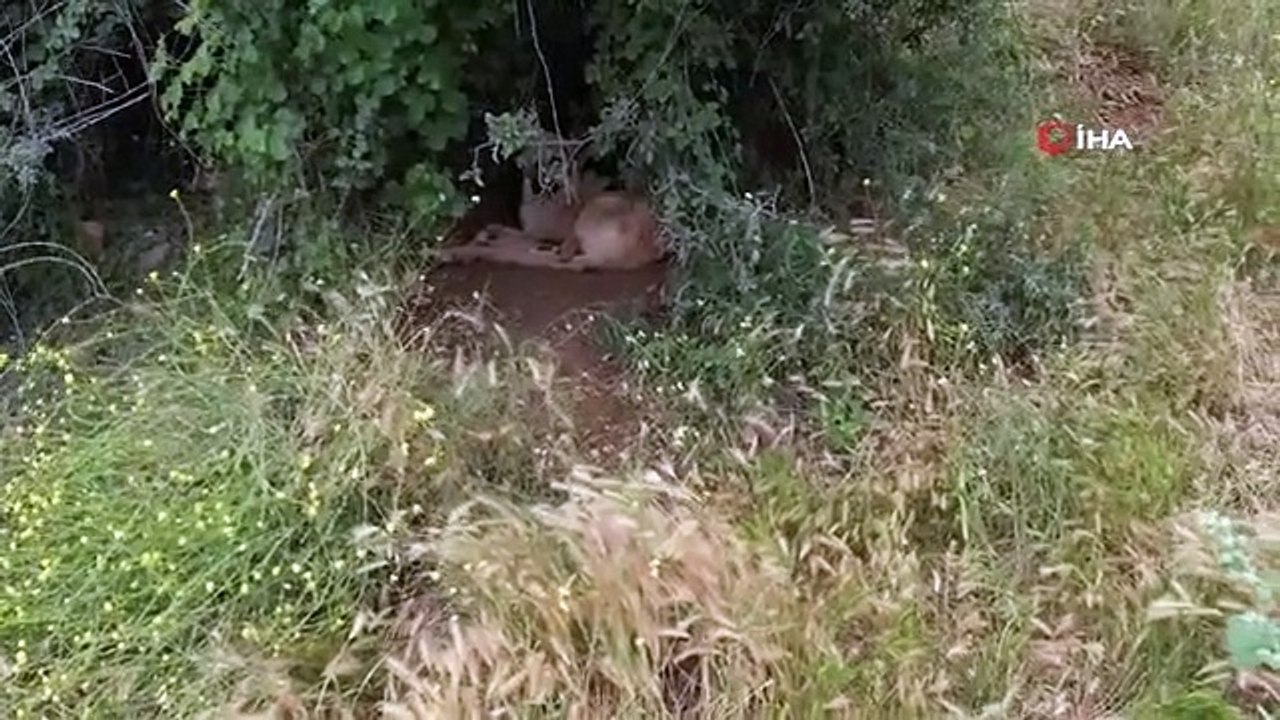 Les chiens errants s'affament les uns les autres