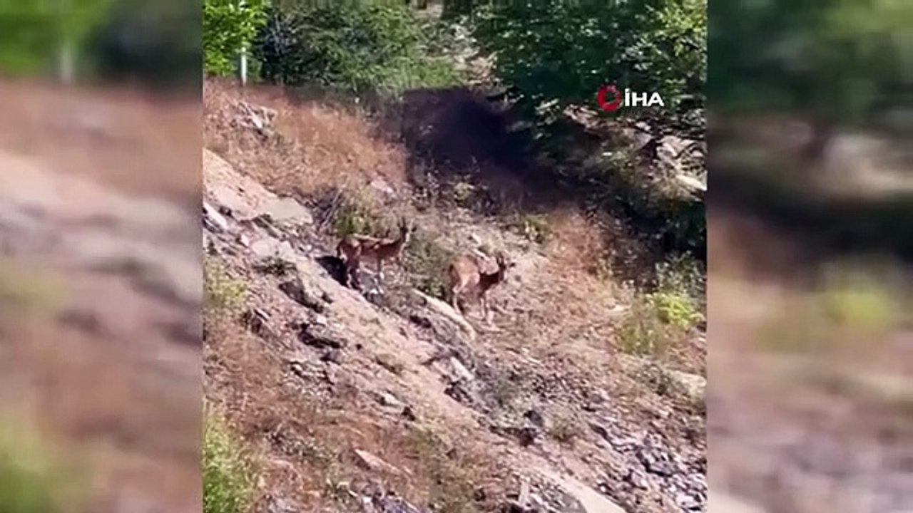 Des chèvres de montagne en danger d'extinction ont été exposées à Elazig