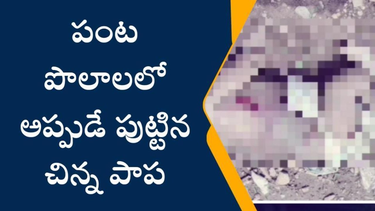 పల్నాడు: విషాదం... పసికందును పొలాల్లో వదిలేసి
