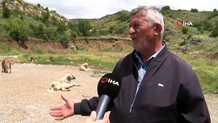 Başıboş köpekler açlıktan birbirlerini yiyor