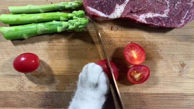 Cats can fry steak, but you can only lie down and gain weight! Be sure to see the end