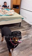 Snake and Rottweiler Are Mortal Enemies