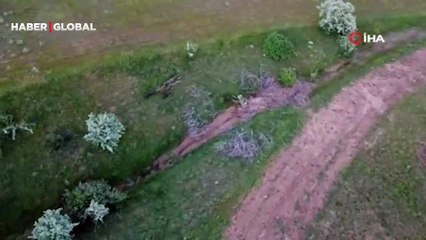 Drone ile havadan görüntülendi! Açık alanda bir anda ortaya çıktılar