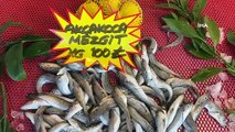 Balık fiyatları arttı: Hamsinin kilosu 130, barbunun kilosu 200 lira
