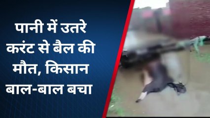 शामली: पानी में उतरे करंट से बैल की मौत, बाल-बाल बचा किसान, हुआ जलभराव