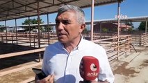 Kurbanlık pazarında az sayıda hayvan bulunuyor