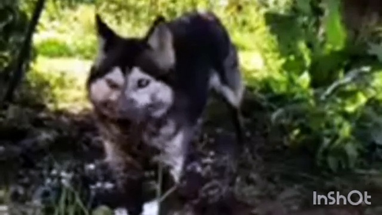 Cat_and_funny_video