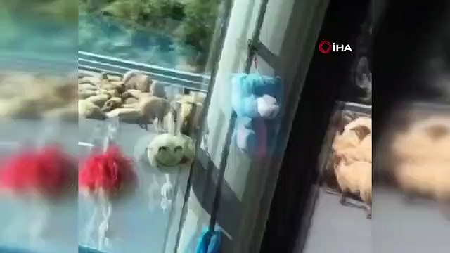 Hayvan yüklü tır devrildi: 1 ölü, 1 yaralı