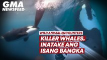 Killer whales, inatake ang isang bangka | GMA News Feed