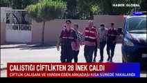 Hayvan bakıcısından Kurban Bayramı öncesi büyük vurgun: 28 ineği çalıp başkasına sattı