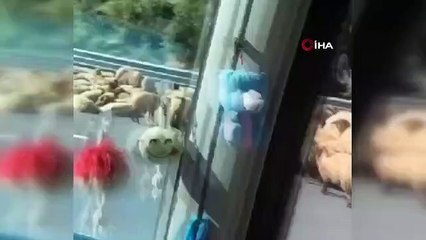 Camion chargé d'animaux renversé : 1 mort, 1 blessé