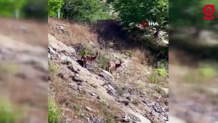 Elazığ’da nesli tükenme tehlikesi altında olan dağ keçileri görüldü