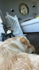 Hugo Manos dans le Petit Manoir de Laurent Ruquier à Villerville, avec leur chien Tigane. Le 25 juin 2023