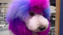 'Unicorns are real!' - cute poodle is transformed into a unicorn after a magical makeover