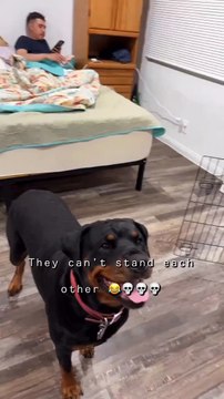 Snake and Rottweiler Are Mortal Enemies