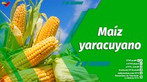 Cultivando Patria | Unidad de Producción Agrotendencias plantea una meta de 13 mil kilogramos de maíz