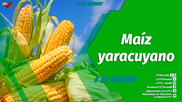 Cultivando Patria | Unidad de Producción Agrotendencias plantea una meta de 13 mil kilogramos de maíz